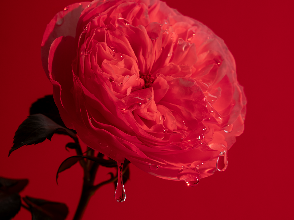 Tilkuv Expressive Rose