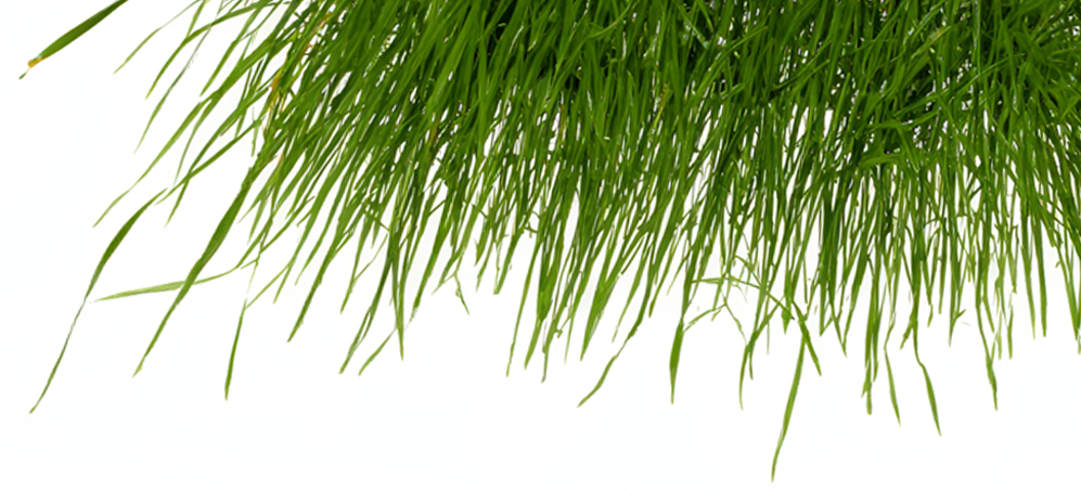 Vetiver Märkus