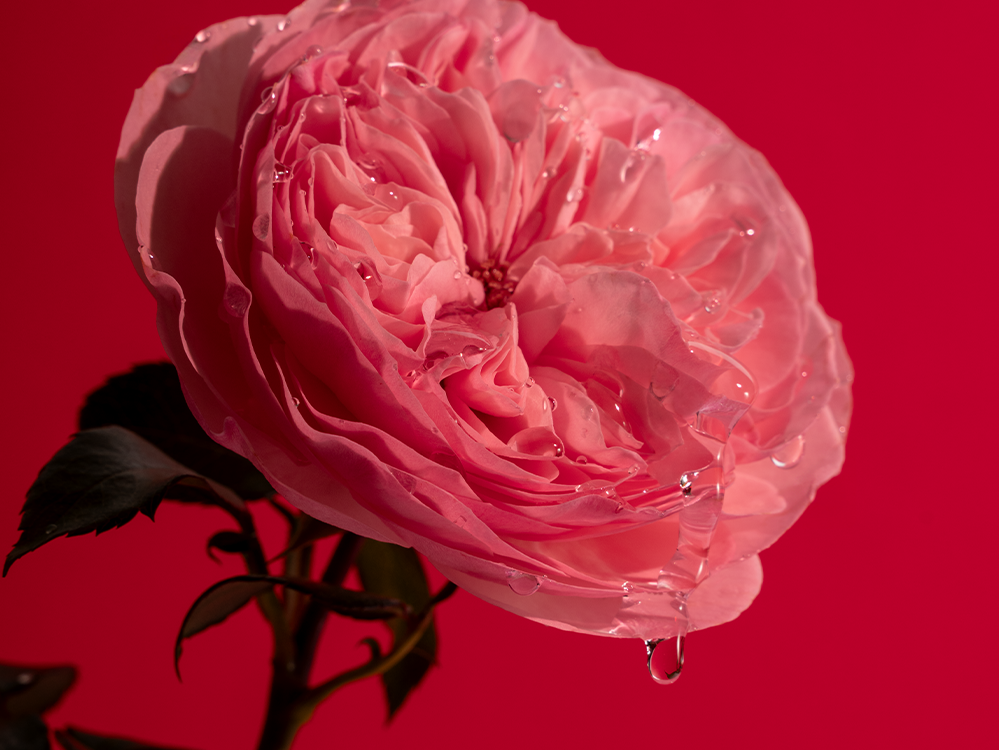 Tilkuv Personal Rose