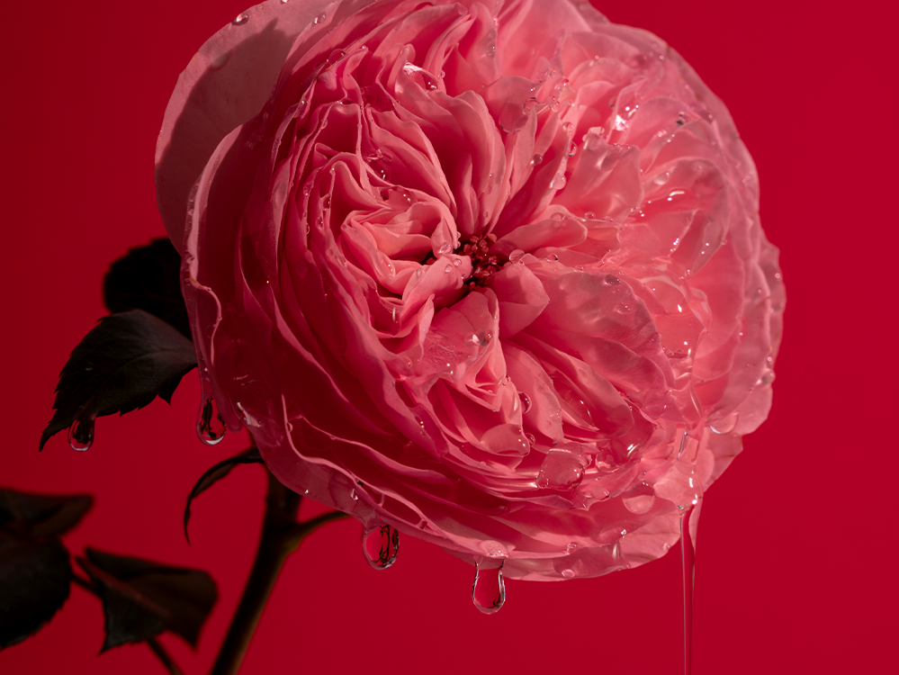 Tilkuv Bold Rose